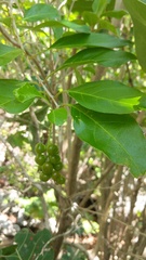 Citharexylum spinosum