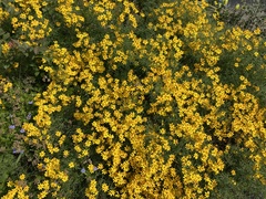 Tagetes lemmonii