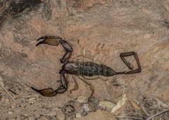 Hadogenes troglodytes