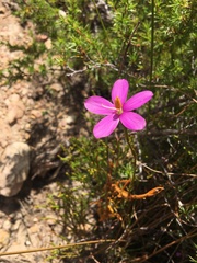 Chironia jasminoides
