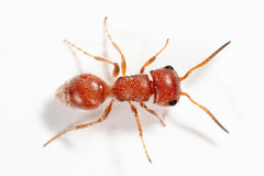 Pseudomethoca torrida