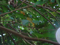Syzygium polyanthum