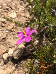 Chironia jasminoides
