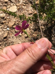 Chironia jasminoides