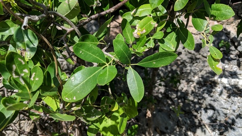 Tabebuia heterophylla