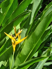 Heliconia × nickeriensis