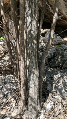 Tabebuia heterophylla