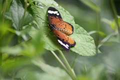 Acraea encedon encedon