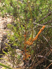 Chironia jasminoides