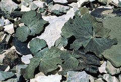 Corydalis crassifolia