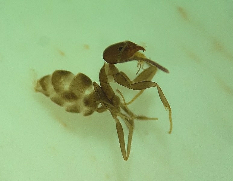 Linepithema aztecoides