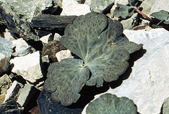 Corydalis crassifolia