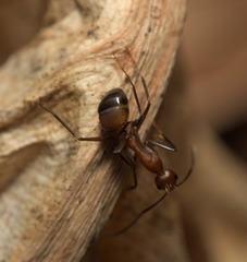 Camponotus nicobarensis