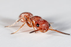 Pseudomethoca torrida