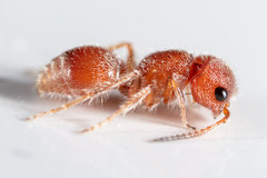 Pseudomethoca torrida