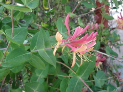 Lonicera caprifolium