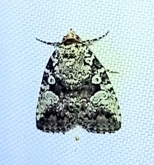 Perigea glaucoptera
