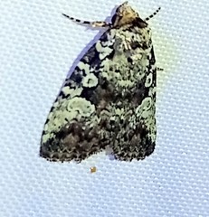 Perigea glaucoptera