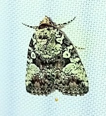 Perigea glaucoptera