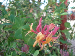 Lonicera caprifolium