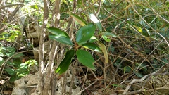 Capparis cynophallophora