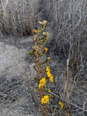 Deinandra floribunda