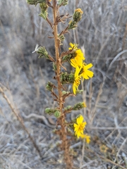 Deinandra floribunda