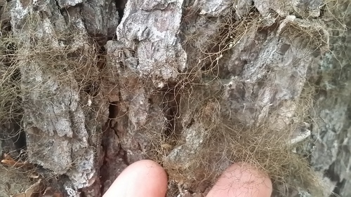 Pale-footed Horsehair Lichen