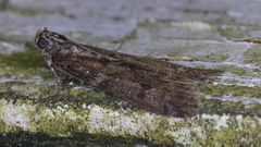 Pyla fusca