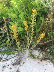 Manulea tomentosa