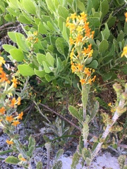 Manulea tomentosa