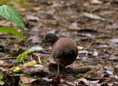 Crypturellus obsoletus