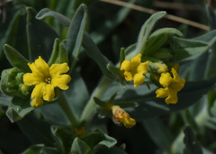 Lithospermum californicum