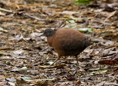 Crypturellus obsoletus