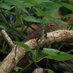 Eutropis multifasciata