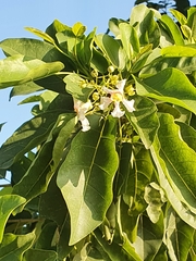 Catalpa longissima