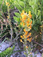 Manulea tomentosa