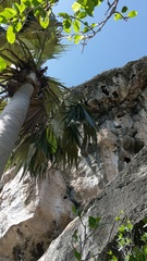 Coccothrinax proctorii