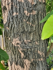 Catalpa longissima