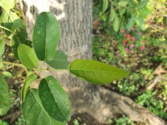 Catalpa longissima