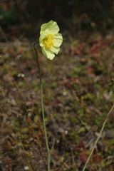 Papaver chakassicum
