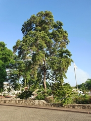 Catalpa longissima