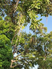 Catalpa longissima