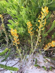Manulea tomentosa