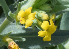 Lithospermum californicum