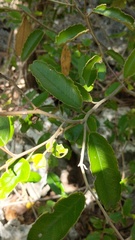 Capparis cynophallophora
