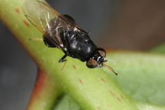 Berkshiria hungarica