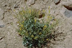 Corydalis flabellata