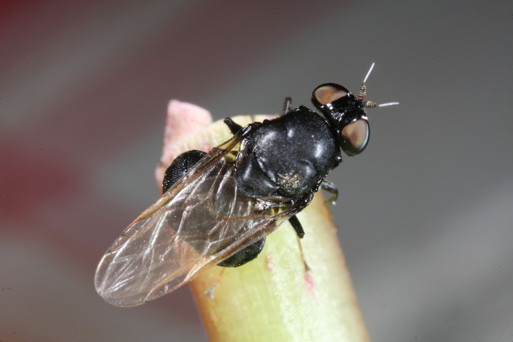 Berkshiria hungarica
