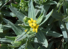 Lithospermum californicum